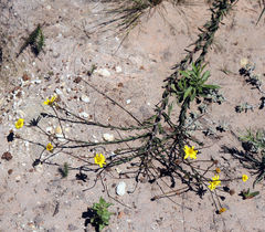 Osteospermum imbricatum