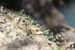 Pimelea urvilleana