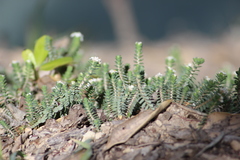 Pimelea urvilleana