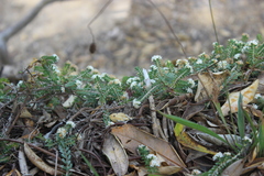 Pimelea urvilleana