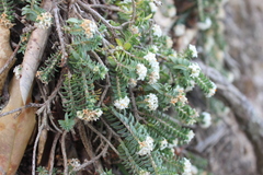 Pimelea urvilleana
