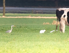 Ardea cinerea