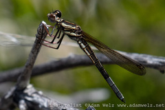 Platycypha fitzsimonsi