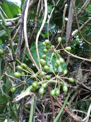 Smilax bracteata