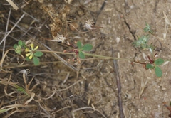 Acmispon micranthus