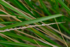Miscanthus ecklonii