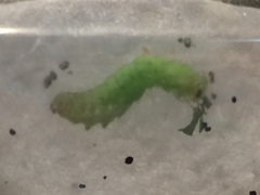 Hypena scabra