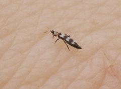 Aeolothrips collaris