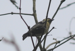 Machlolophus aplonotus