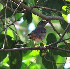 Turdus simillimus
