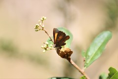 Paralucia pyrodiscus