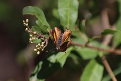 Paralucia pyrodiscus