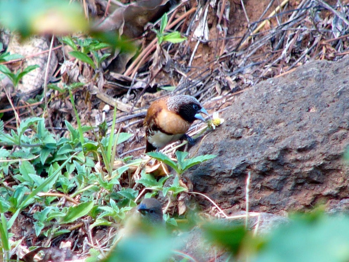 Chestnut-breasted Munia illustration