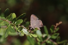 Paralucia pyrodiscus