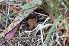 Paralucia pyrodiscus