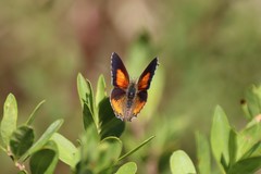 Paralucia pyrodiscus