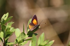 Paralucia pyrodiscus