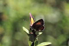 Paralucia pyrodiscus