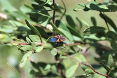 Spilostethus pacificus