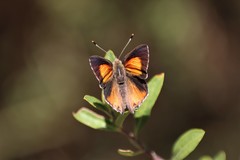 Paralucia pyrodiscus