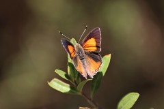 Paralucia pyrodiscus