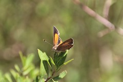 Paralucia pyrodiscus