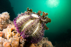 Temnopleurus alexandri