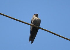 Ptyonoprogne concolor