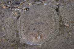 Pardachirus hedleyi