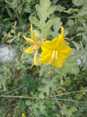 Solanum rostratum
