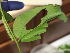 Hypena scabra