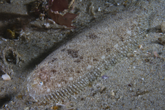 Pardachirus hedleyi