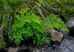 Afroligusticum thodei