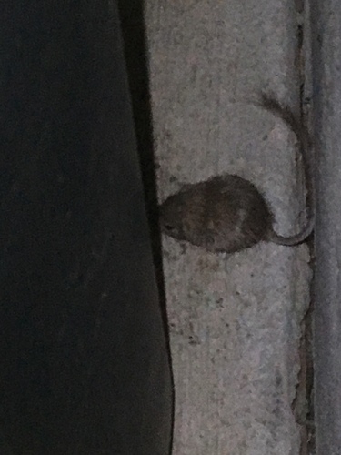 iNaturalist observation photo of Coarse-haired Pocket Mice