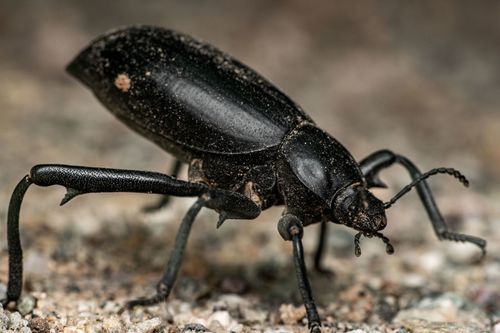 Armored Stink Beetle