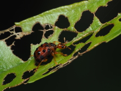 Agomadaranus pardaloides