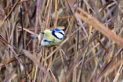 Cyanistes caeruleus