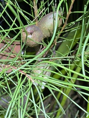 Hakea actites