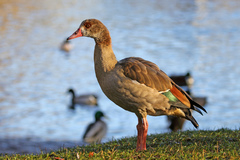 Alopochen aegyptiaca