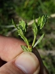 Centipeda cunninghamii