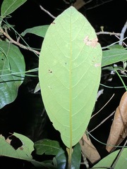 Litsea leefeana