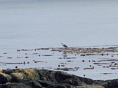 Ardea herodias fannini
