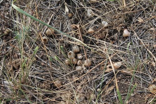 Physochlaina physaloides
