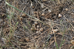 Physochlaina physaloides