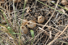 Physochlaina physaloides