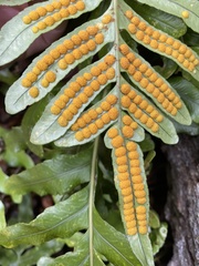 Polypodium scouleri image
