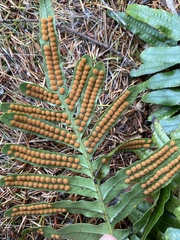 Polypodium scouleri image