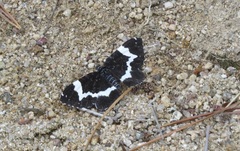 Rheumaptera hecate