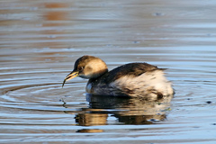 Tachybaptus ruficollis