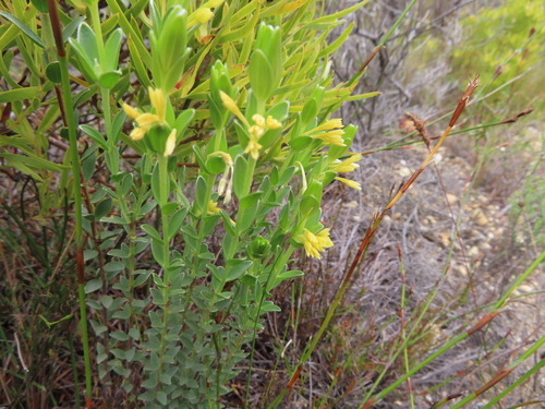Gnidia anomala (Gnidia anomala)